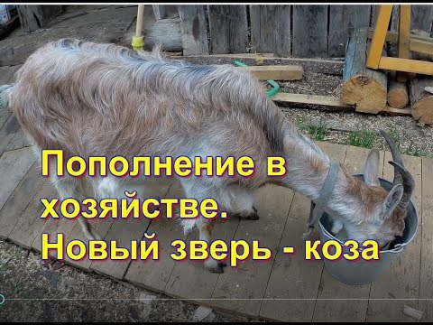 Video: Жай мезгилинде токой козу карындарын өстүрүү тажрыйбасы