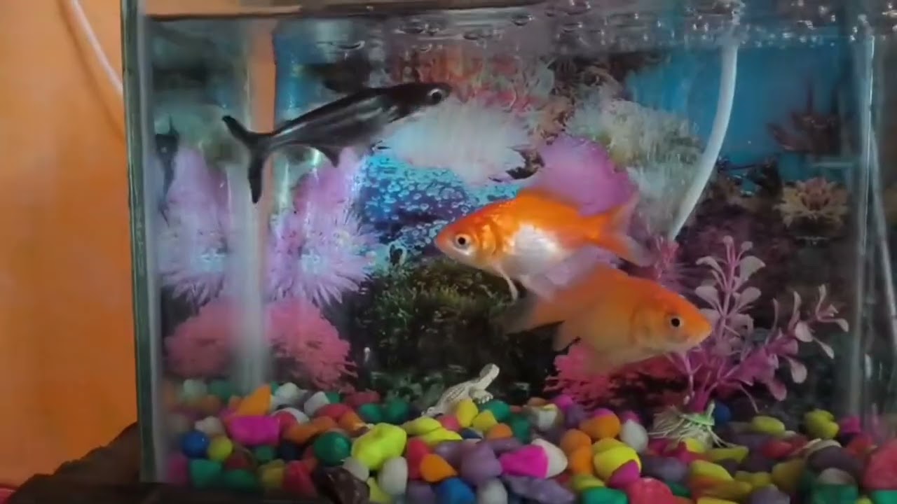 எங்கள் வீட்டு மீன் தொட்டி..            Colourful fish tank setup at home..