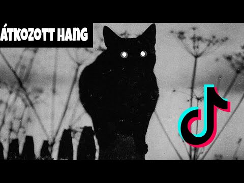 TikTok Zene amitől Elpusztulnak a Macskák? | Igaz vagy Kamu??