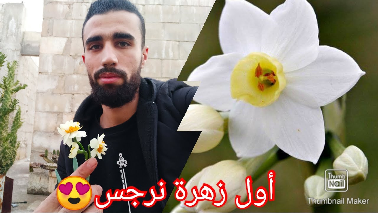 زراعة النرجس في المنزل (وأخيرا أول زهرة)