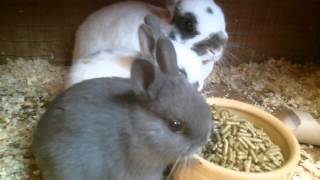 Netherland Dwarf Blue & Broken Blue 6 Weeks 3 Days Old Baby Kits Babies