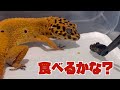 爬虫類イベントでお迎えしたレオパに初めてごはんをあげてみた。