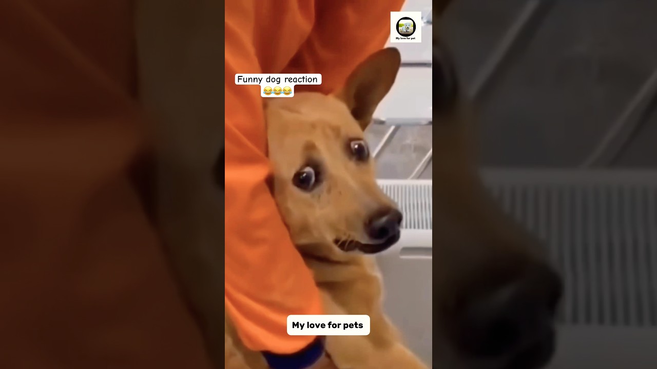 The Most Unexpected Animal Fails! 😹😂 | Crazy Pet Compilation