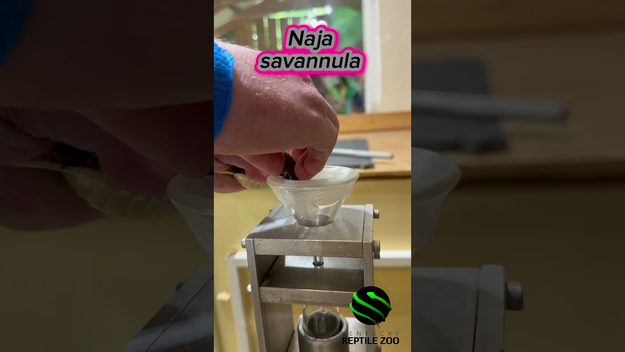 West African banded cobras- venom extraction. 