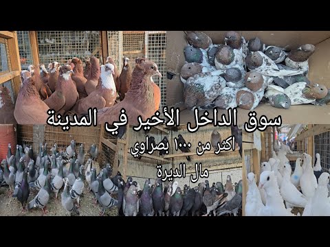 سوق الداخل الأخير انواع الحمام واسعار مناسبة جدا اليوم الخميس2025 2 20 