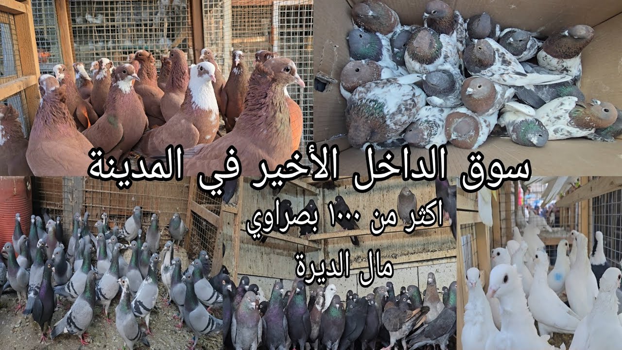 سوق الداخل الأخير انواع الحمام  واسعار مناسبة جدا  اليوم الخميس2025/2/20