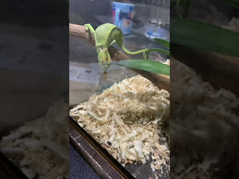 كيف تأكل الحرباء How To Eat Chameleon 