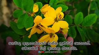 මෙයාටත් වල් ඇහැල කියනවා. හැබැයි මෙයා විසිතුරු ශාකයක්. මෙයාටත් වල් ඇහැල කියනවා. හැබැයි මෙයා විසිතුරු ශාකයක්.