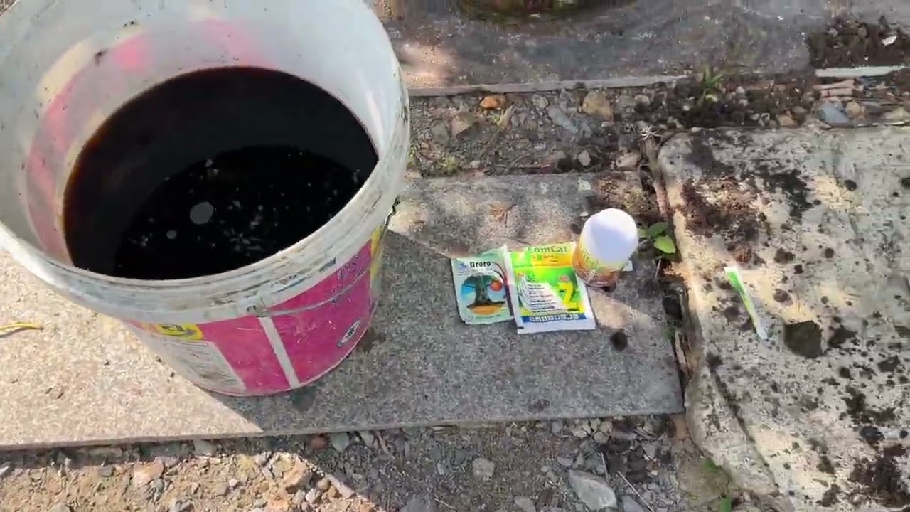 Cách trồng phôi mai vàng tại Nghệ An ngày 29/1/2026 (11/12/2025 al)