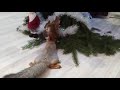 Как бельчонок кушает иголочки, вечерние бесюльки 🤪🐿... и не только...! 🤣 Squirrel beads