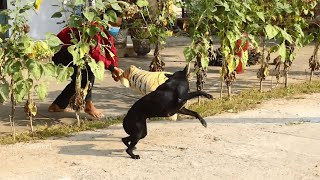 Fake Tiger Prank Dog So Funny Can Not Stop Laugh Must Watch New Funny Prank Video 2022 by Prank Animals 280,096 views 2 years ago 12 minutes, 18 seconds