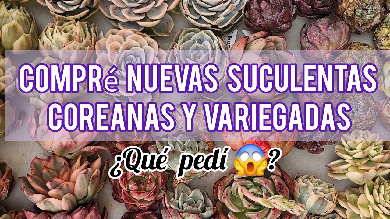 ¿Qué pedí? / Unboxing de Suculentas Coreanas y Variegadas espectaculares / Jardín Suculento