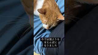 龍二(リュウジ)くんのこと　　#猫 #cat #猫のいる暮らし #キャット #保護猫