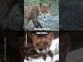Fox Fur Belongs on Foxes. Period. 🦊❤️