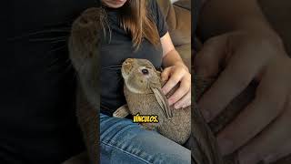 ¿Por qué tu conejo te lame? #mascotas #sabiasque #alimentacionintuitiva #bunny #rabbit