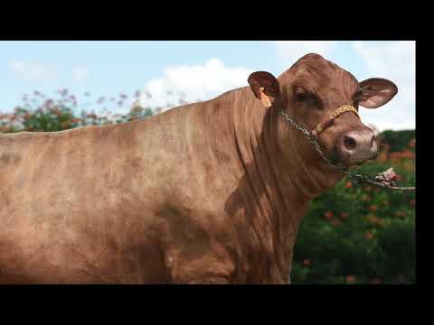 LOTE 42 - GRAMA 904 (PACOTE DE EMBRIÃO)