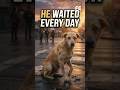 Lucky: A Street Dog Who Never Gave Up. #dogs #savedogs