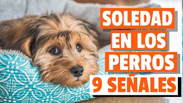 ¿Pueden los perros sentir la soledad?