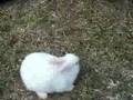 Rabbit Torture 
