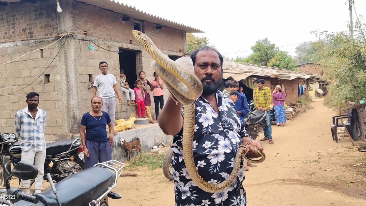 કાકીને બચકું ભરી આ સાપ વાસના ઝાડ ઉપર ચડી ગયો Naseeb Tadvi 