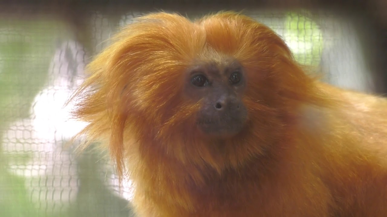 Palm Beach Zoo Baum Family Entry Plaza Ribbon Cutting