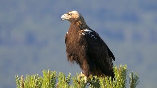 Spanish Imperial Eagle