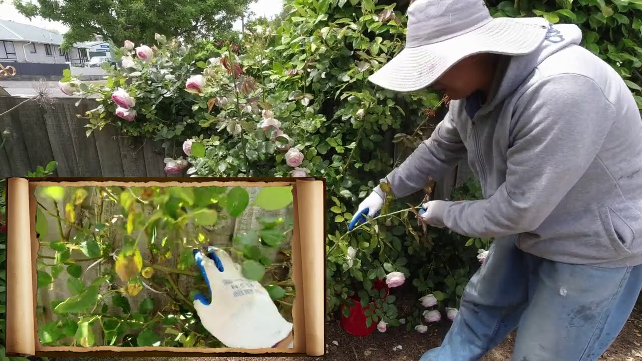 如何养好藤本玫瑰， 爬藤玫瑰的生长习性，为什么藤本玫瑰不能剪枝？我是如何种好“龙沙玫瑰”