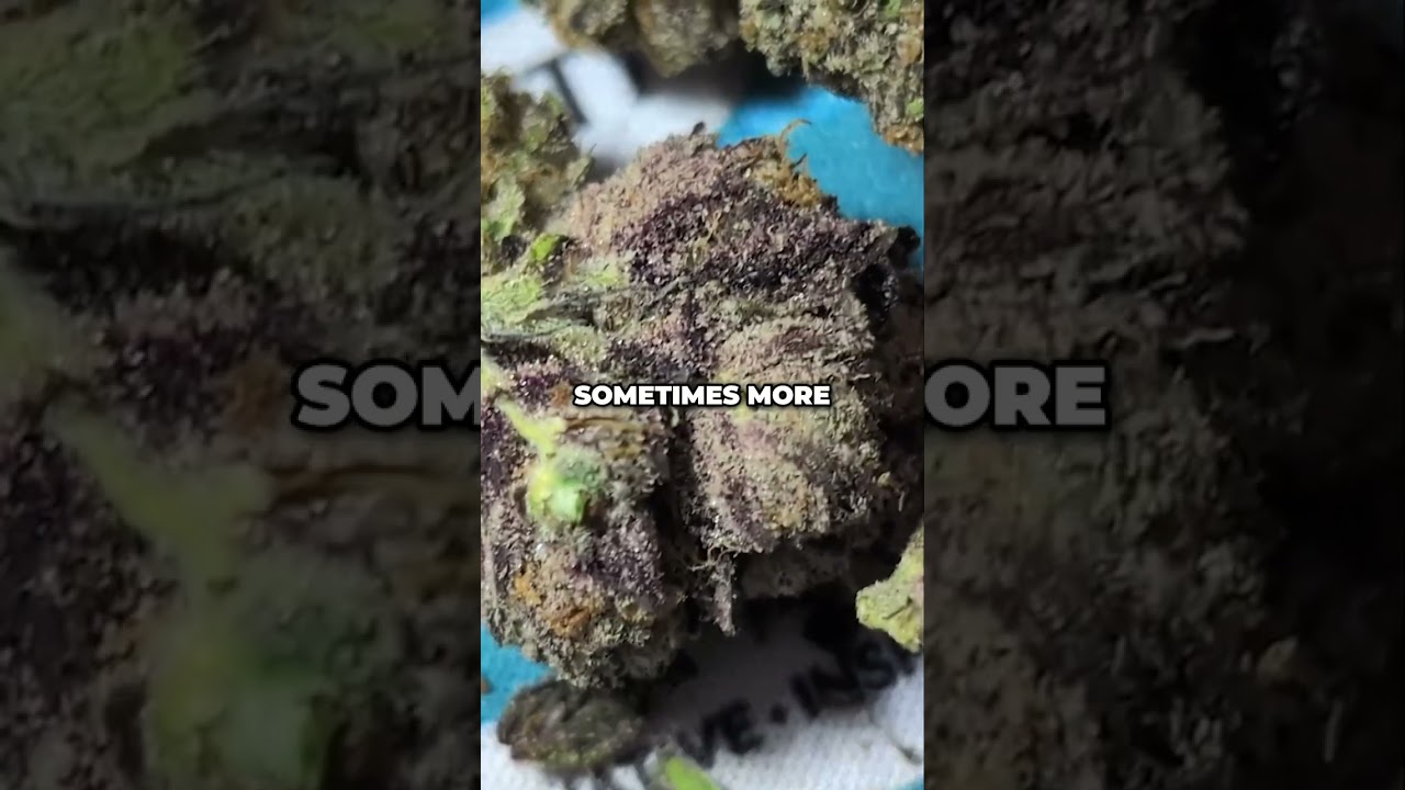 Hash Burger Strain: Colors & Trichomes That Scream Potency!