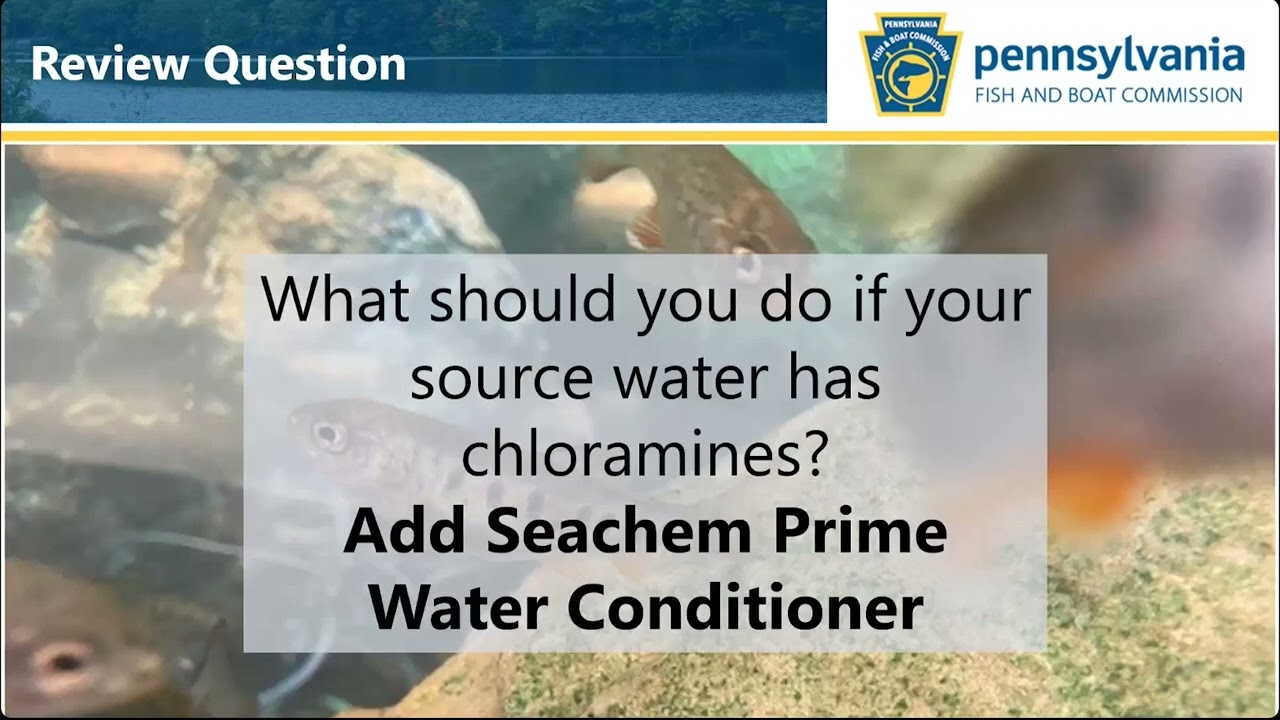 Fish Care Tips and Troubleshooting Your TIC Aquarium - YouTube