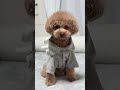 3COINSの犬服買ってみた #Shorts
