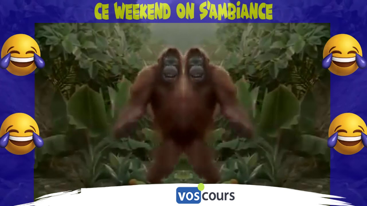 le singe de vos cours