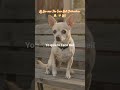 should Leo be the New Taco bell Chihuahua? 🔔 🌮🧐 @TacoBell #tacobell #chihuahuababy #dogacting