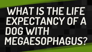 What is the life expectancy of a dog with megaesophagus?