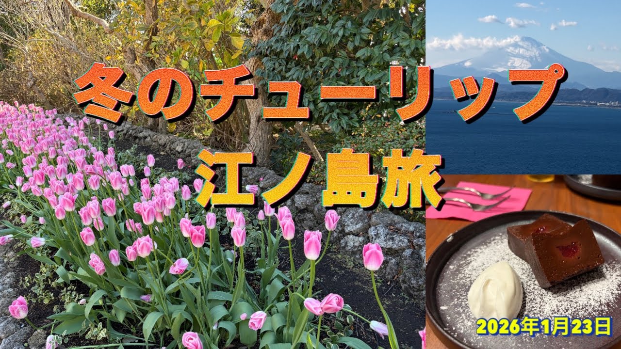 冬のチューリップ　江ノ島旅