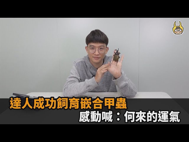 萬分之一的機會！達人成功飼育「奇蹟的嵌合甲蟲」　感動喊：何來的運氣－全民話燒