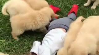 Golden Retriever Puppies Launch Cuteness Attack on Toddler