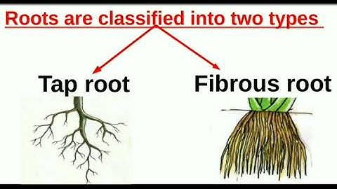 The leaf too has to say   part 1