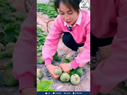 😱 China Ki High-Tech Farming | Ek Bel Par Itne Saare Kharbooze! 🍈