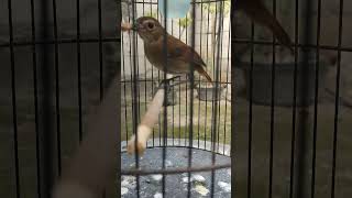 Download Lagu BURUNG JONGKANGAN MUDA HUTAN #burung #kicaumania MP3