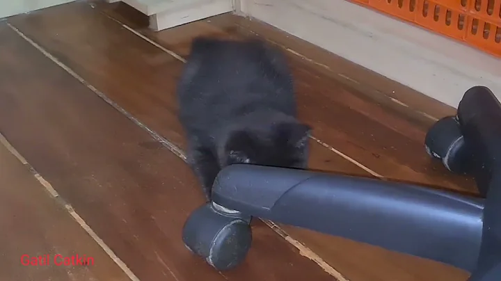 Video 1954971: exotic shorthair black