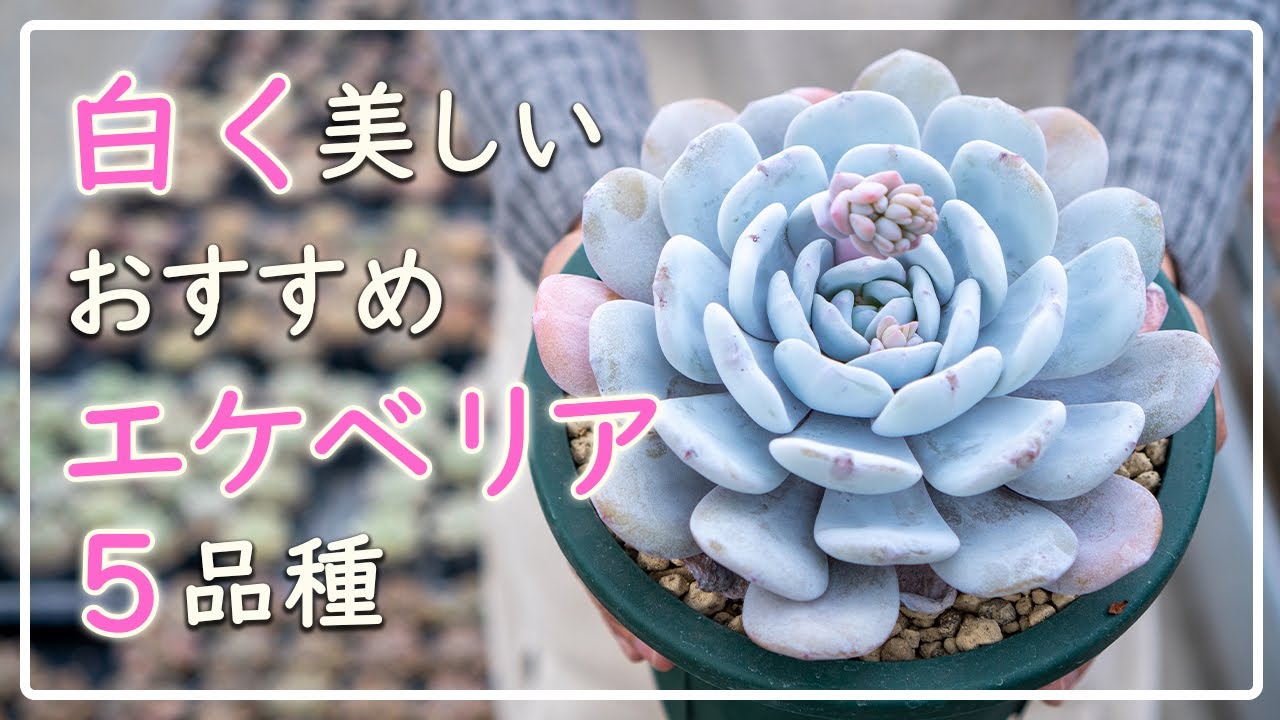 多肉植物】雪？いいえ、地上に舞い降りた天使のようなエケベリアです