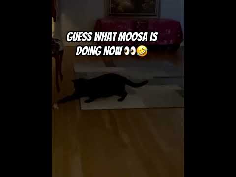Too Early For This Heyluv Moosa Mspegg Singingchefk Catsofyoutube Popit 
