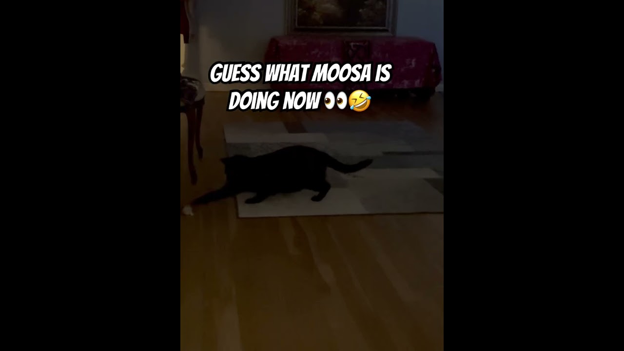 Слишком рано для этого 🐈‍⬛😂 