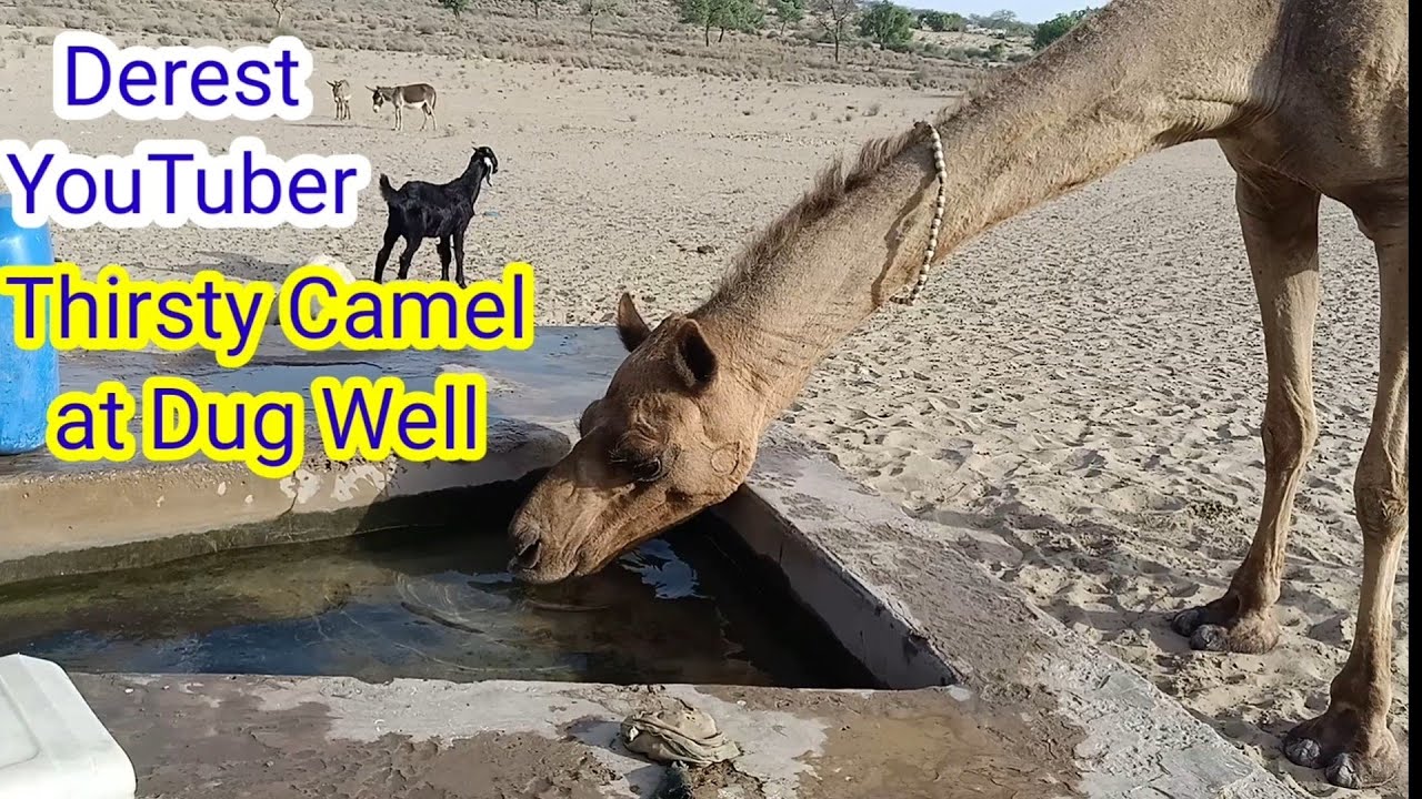 Camel Drinking Water In Desert || Thirsty Camel Drinking Water || Camel Watering