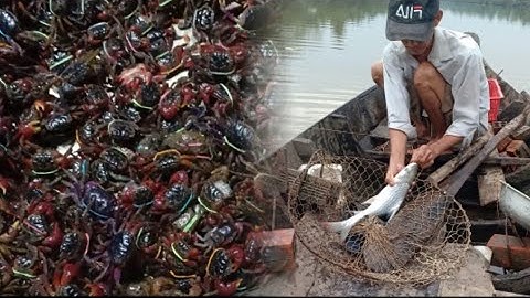 câu cá ngát bằng mòi còng sống•fishing # 65