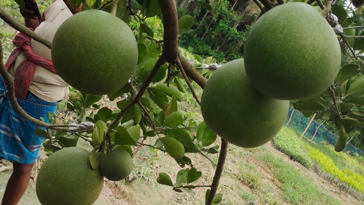 Apple Ber Tarafdar Nursery chakotra fruit 8001711730 YouTube