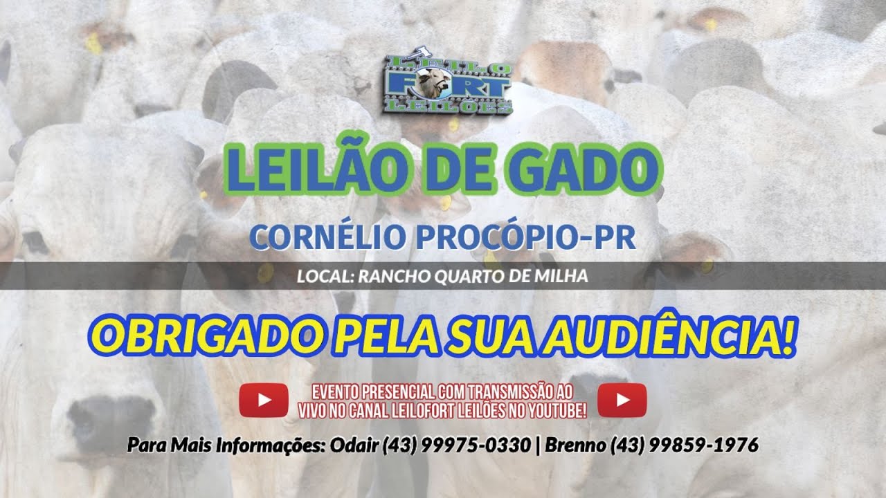 4º LEILÃO DA CONQUISTA – GADO DE CORTE- GUARANIAÇU-PR – LeiloIngá