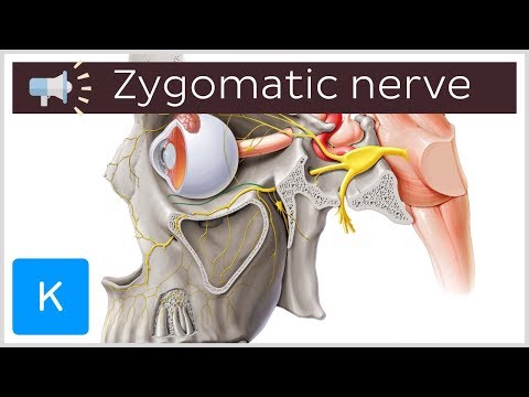 Video: Što je zigomaticotemporalni foramen?
