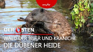 Wald der Biber und Kraniche – Die Dübener Heide | Der Osten - Entdecke wo du lebst | MDR