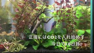 CO2導入10日目